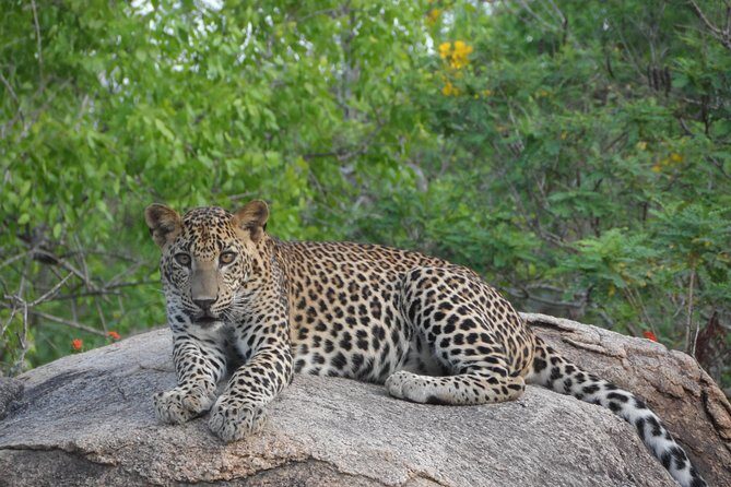 Special leopards safari Yala National park - 04.30 am to 11.30 am - What the small-group setup does for your viewing