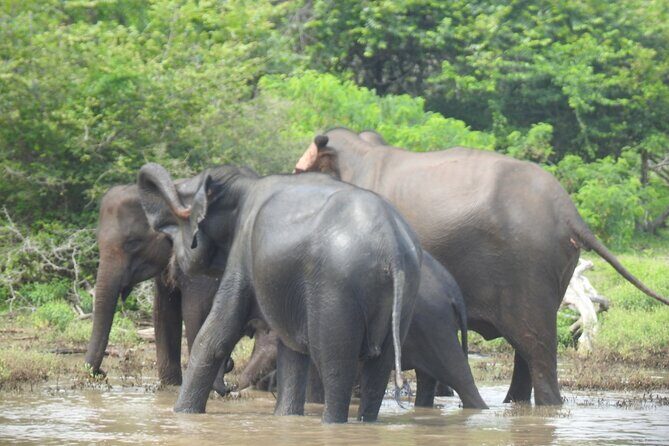Special leopards safari Yala National park - 04.30 am to 11.30 am - Your guide’s job: spotting, positioning, and safety