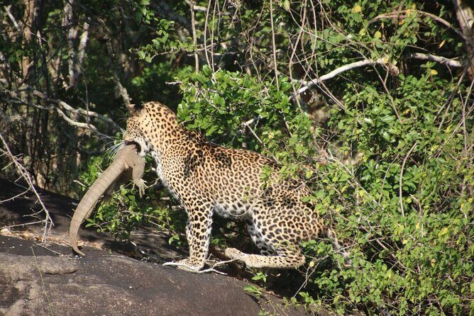 Special leopards safari Yala National park - 04.30 am to 11.30 am - What you’ll look for besides the leopard