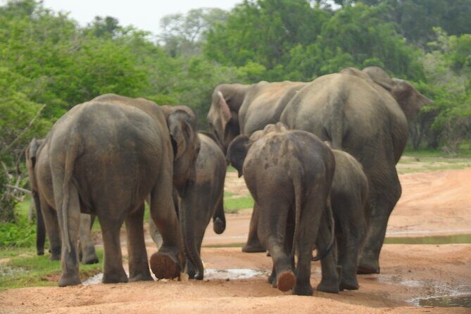 Special leopards safari Yala National park - 04.30 am to 11.30 am - The itinerary feel: one main session plus a comfort break