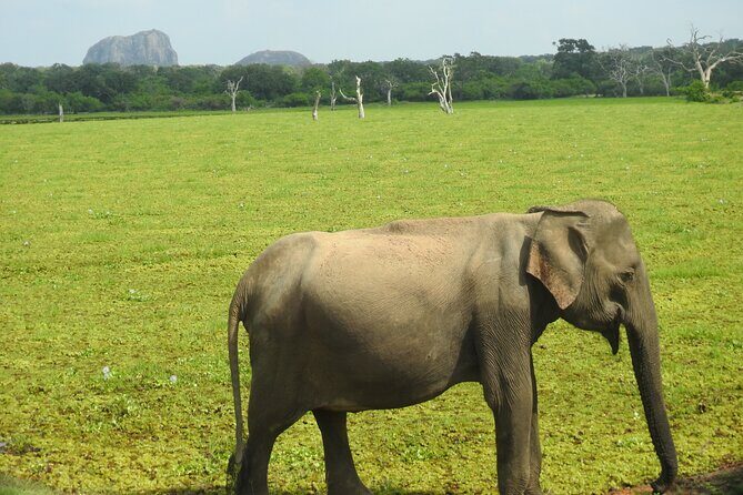 Special leopards safari Yala National park - 04.30 am to 11.30 am - Price and value: $36.24 plus the park entry ticket