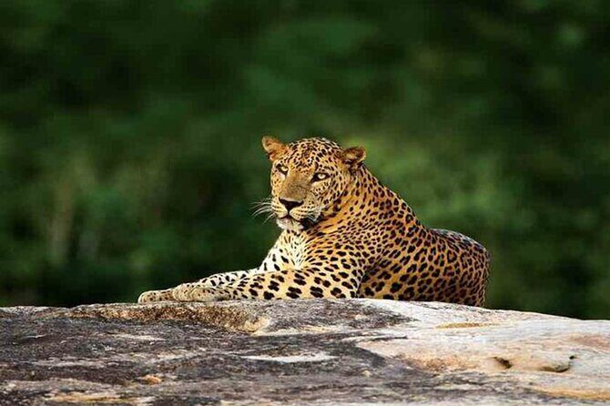 Special Leopards Safari Yala National Park - 04:30 AM to 11:30 AM - Who this safari suits best (and who should think twice)