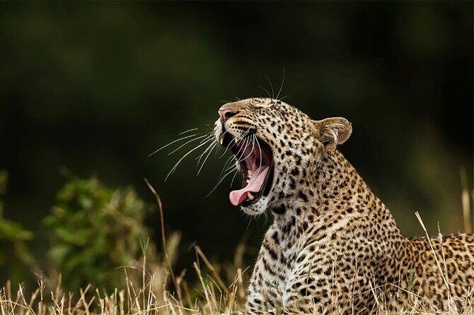 Special Leopards Safari Yala National Park - 04:30 AM to 11:30 AM - Practical tips so your morning doesn’t get annoying