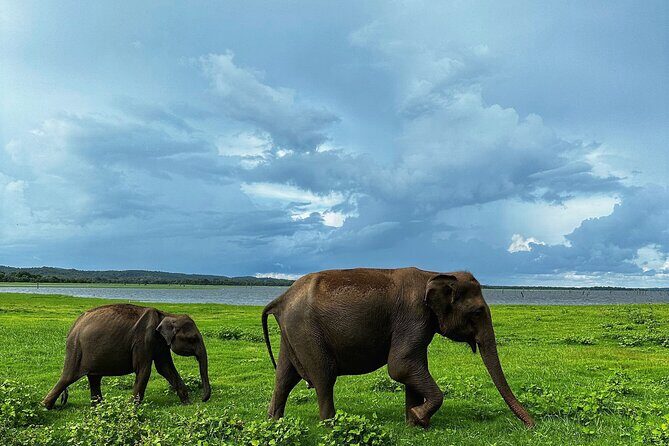 Sri Lanka Personal Tour Driver in private vehicle - The Vehicle Comfort: Where This Trip Actually Saves You Energy