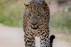 Sri Lanka private tour package 9 night 10 Day with driver+vehicle+accommodations - Day 2 at Anuradhapura and Mihintale: sacred sites with scale