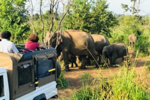 Sri Lanka Wild Life Uniqe Safari 26 - The 3–5 hour rhythm: how the safari fits your day