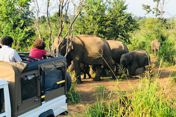 Sri Lanka Wild Life Uniqe Safari 26 - The 3–5 hour rhythm: how the safari fits your day