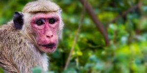 Tangalle/Hiriketiya/Mirissa/Galle: Ella Transfer & Yala Tour - The Yala timing: early starts, park queues, and when animals show