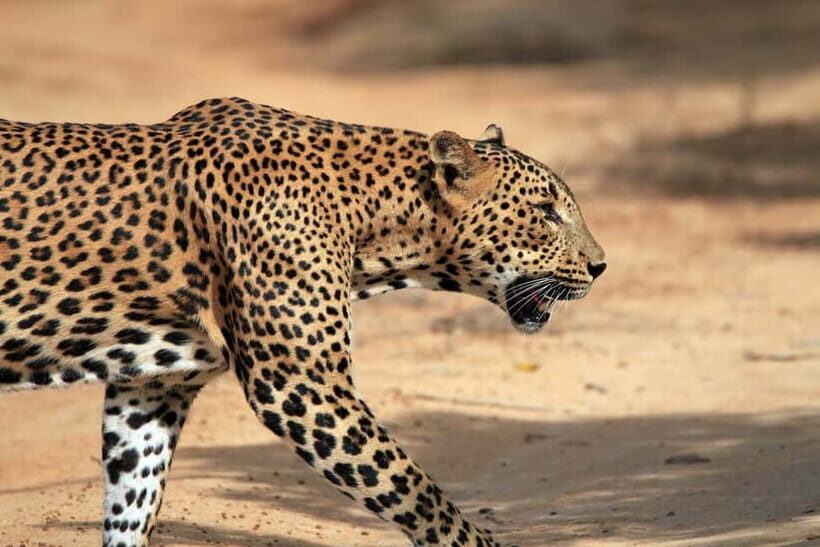 Tangalle/Hiriketiya/Mirissa: Shuttle to Ella and Yala Safari - Entering Yala: what you should expect to see