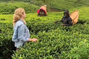 Tea Fields & Factory Tour - Starting at Norwood at 3:00 pm: what that timing means