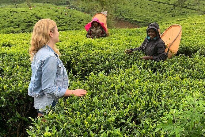 Tea Fields & Factory Tour - Starting at Norwood at 3:00 pm: what that timing means
