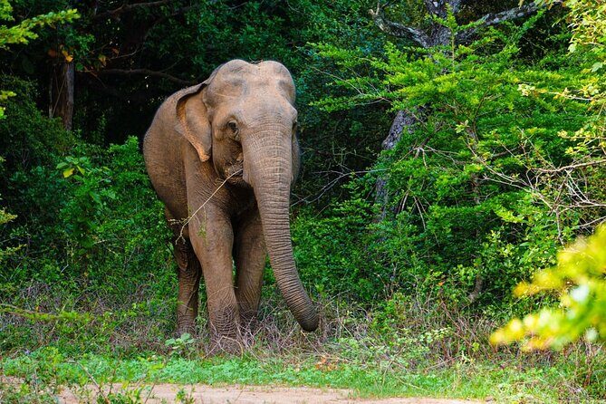 The Best Safari tour from Hambantota Port (Janaka safari) - Hambantota Port to Yala: why this morning timing works