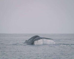 Trincomalee: Dolphin & Whale Watching Boat Tour - Your 2.5-hour on-water loop: what actually happens after boarding