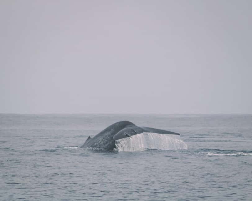 Trincomalee: Dolphin & Whale Watching Boat Tour - Your 2.5-hour on-water loop: what actually happens after boarding