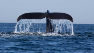 Trincomalee: Whale & Dolphin Safari Tour with Expert Guides - Small speed boat, big focus on calm viewing
