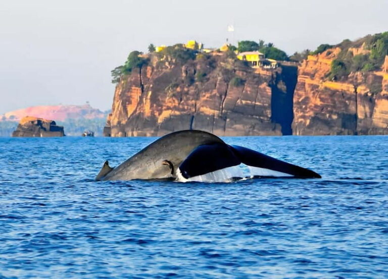 Trincomalee: Whales Watching and Navy Island Snorkeling Tour - Price and value at about $84 per person