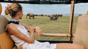 Udawalawa National Park Safari Tour with Experienced Guides - Udawalawe National Park: Why the Elephant Numbers Matter to Your Day