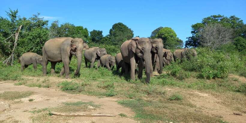 Udawalawe National Park - 7 Hours Private Safari tour - Your 7-hour private safari: how the day typically flows