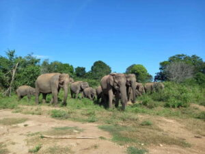 Udawalawe National Park: Elephant Safari with Expert Guide - The Private Jeep + Guide Combo That Changes Everything
