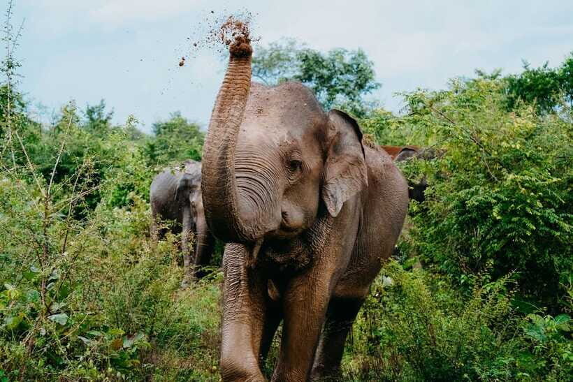 Udawalawe National Park: Elephant Safari with Expert Guide - Cost and Value: $30 Tour Price Meets $37 Park Entry