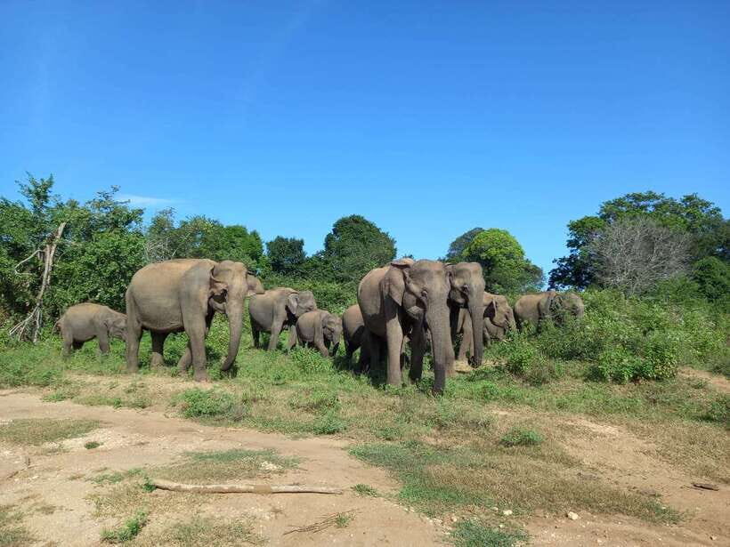 Udawalawe National Park: Elephant Safari with Expert Guide - The Private Jeep + Guide Combo That Changes Everything