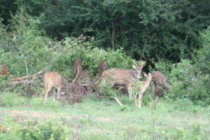 Udawalawe: National park safari & Elephant Transit Home Tour - The private jeep safari with Gimhana: how you actually get better sightings