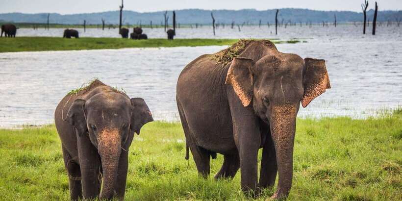 Udawalawe: National Park Safari & Elephant Transit Home Tour - Wildlife you’re likely to spot: elephants, crocs, deer, and the small stuff
