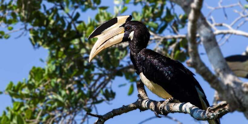 Udawalawe: National Park Safari & Elephant Transit Home Tour - Practical tips that make your safari smoother