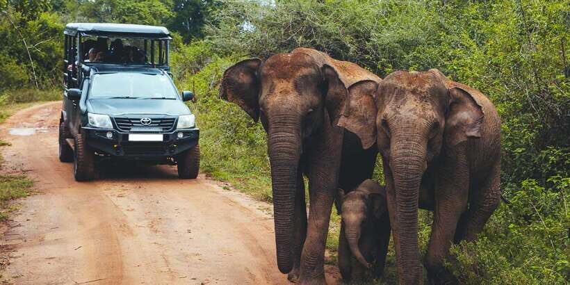 Udawalawe: National Park Safari & Elephant Transit Home Tour - Should you book the Udawalawe National Park safari and Transit Home stop?