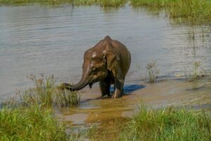 Udawalawe National Park Wildlife Safari Tours - How the jeep safari runs in real time (pickup, pace, and time limits)