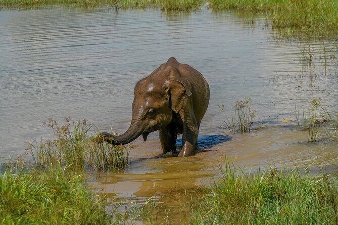 Udawalawe National Park Wildlife Safari Tours - How the jeep safari runs in real time (pickup, pace, and time limits)