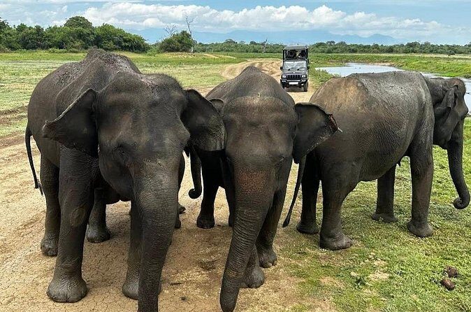 Udawalawe Safari Adventure - Should you book the Udawalawe Safari Adventure?