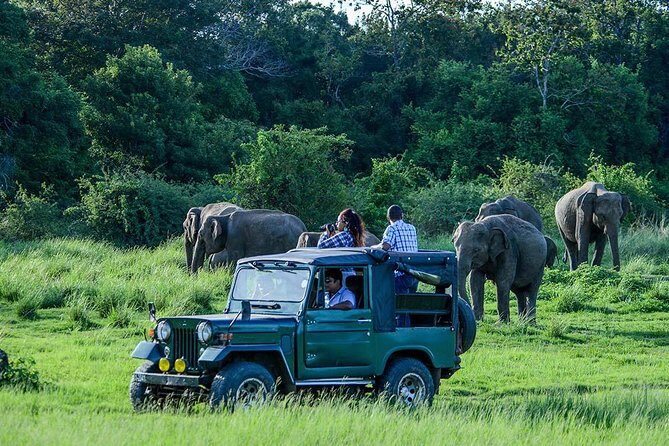 Udawalawe Safari DayTrip frm Bentota/Kalutara/Ahungalla/Hikkaduwa - The 3-hour jeep safari: what you should expect