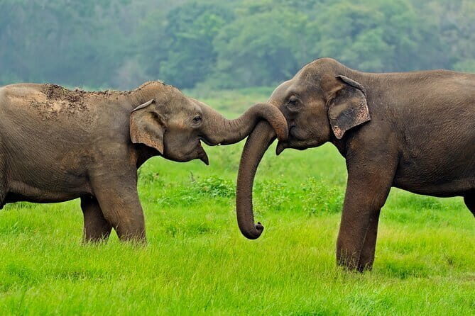 Udawalawe Safari & Elephant Orphanage visit from Hambantota port - Key highlights you’ll actually feel during the day