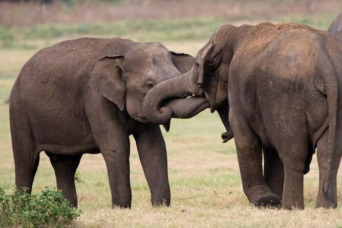 Udawalawe Safari & Elephants Orphanage tour from Hambantota port - Who this tour suits best (and who should think twice)