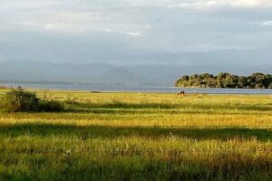 Udawalawe Safari - Private & Customize Tour - The 8:00 am day plan: what your transfer morning feels like