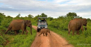 Udawalawe Safari Private Day Trip with Lunch - All Inclusive - Choosing your start time: 4am, 7am, or 11am for the kind of day you want