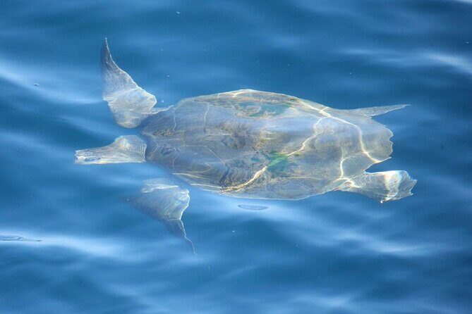 Whale Watching Mirissa with ( WWC ) - Key highlights before you go
