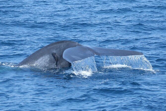 Whale Watching Mirissa with ( WWC ) - Seasickness on a catamaran: expect motion, plan for it