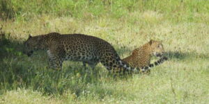 Wilpattu National park : Full day Safari (06:00am - 18:00pm) - The 4x4 jeep setup and the group size reality