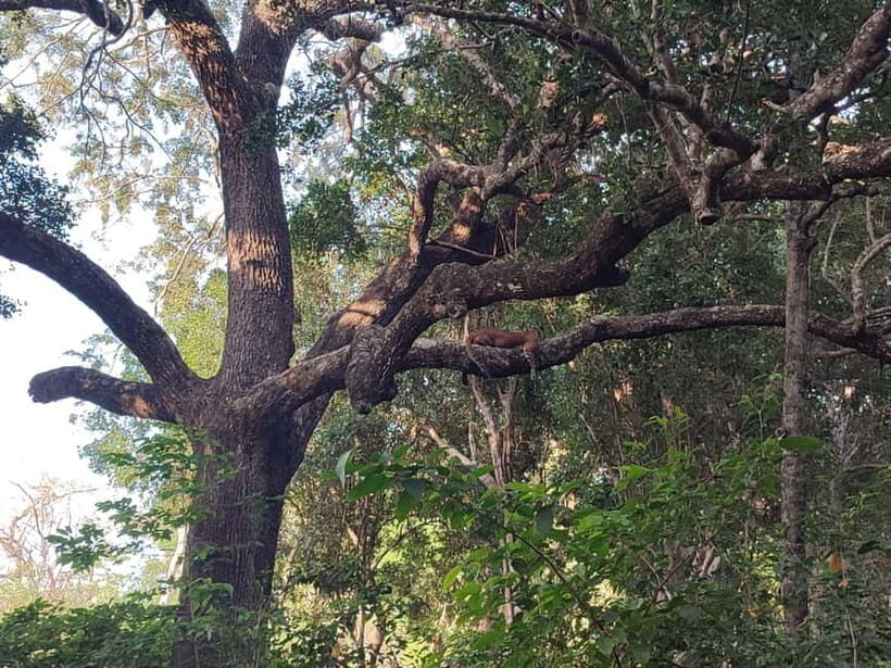 Wilpattu National park - Full day Safari (06:00am - 18:00pm) - Following the Villus lakes: where sightings often start