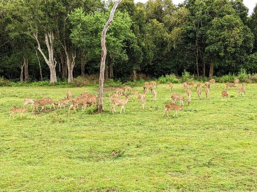 Wilpattu National park - Full day Safari (06:00am - 18:00pm) - Kudiramale Point and Pomparippu: photo stops that aren’t just photo stops