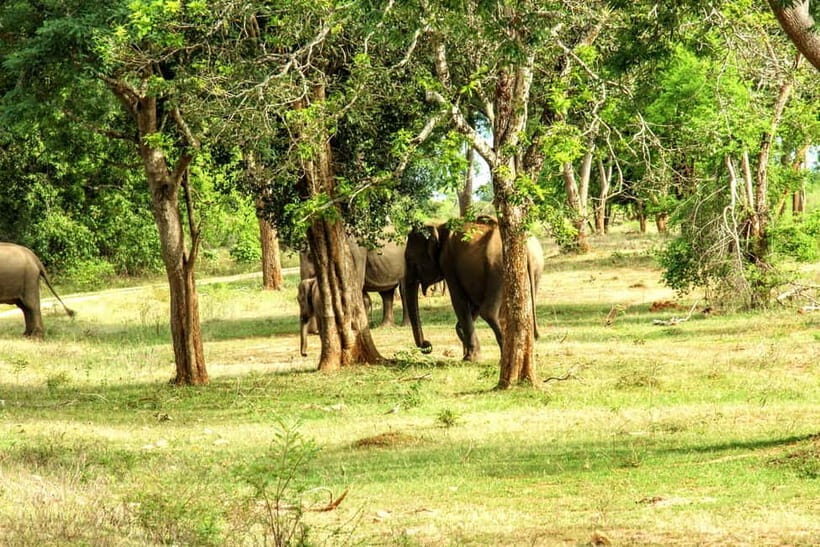 Wilpattu National park - Full day Safari (06:00am - 18:00pm) - Wildlife targets: leopards, sloth bears, elephants (and the rest)