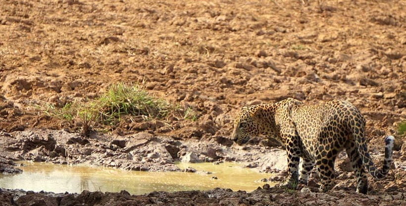 Wilpattu National park - Full day Safari (06:00am - 18:00pm) - Guide and driver impact: why Dinasha, Kaushika, and Ishara get praised