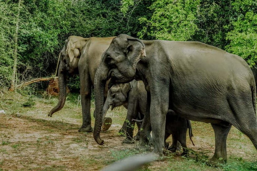 Wilpattu National park - Full day Safari (06:00am - 18:00pm) - Price and logistics: what $95 buys you, plus park entry