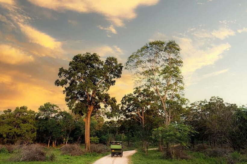 Wilpattu National park - Full day Safari (06:00am - 18:00pm) - Getting there: Galkadawala pickup and a 4x4 day plan