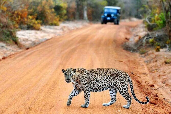 Wilpattu National Park Jeep Safari from Negombo / Waikkal (All Inclusive) - Key things that make this safari work