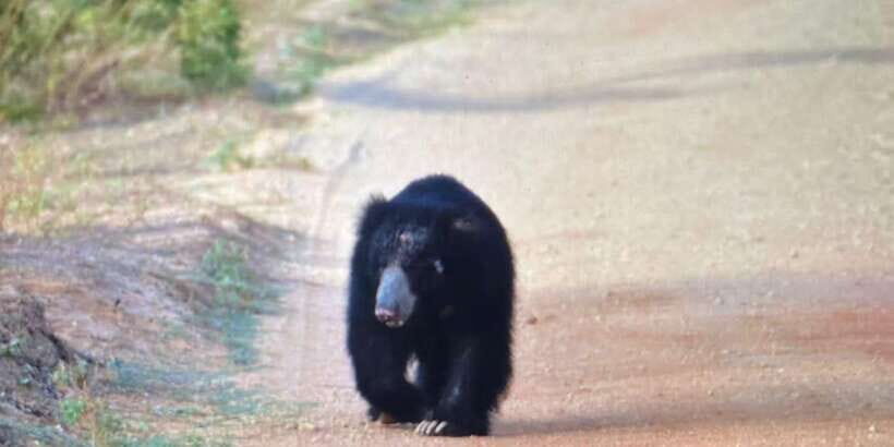 Wilpattu National Park: Morning or Afternoon Safari - Key things to know before you go