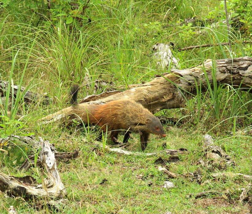 Wilpattu National Park: Morning or Afternoon Safari - Who this safari fits best (and who should skip it)