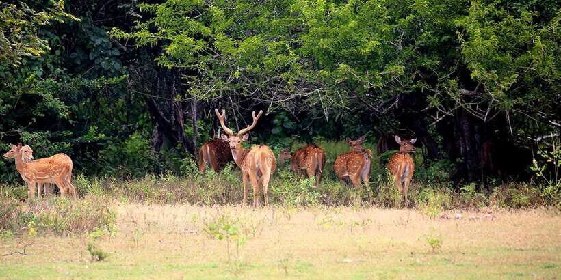 Wilpattu National Park: Morning or Afternoon Safari - Wilpattu in a 4x4 jeep: what you’re really paying for